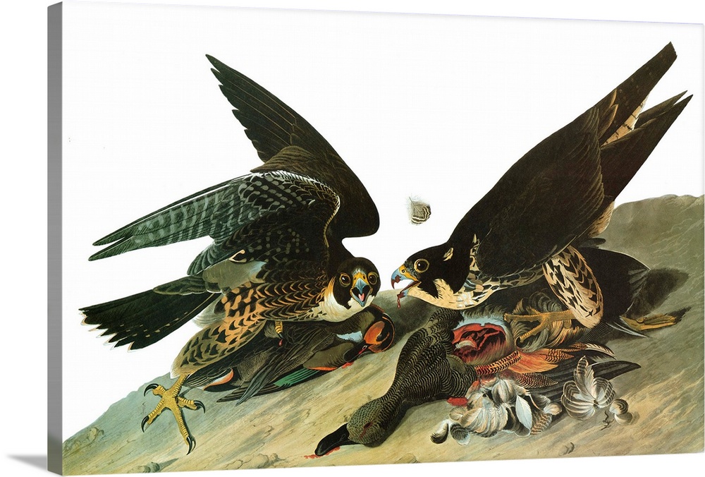 Peregrine Falcon, or Duck Hawk (Falco peregrinus). Engraving after John James Audubon for his 'Birds of America,' 1827-38.