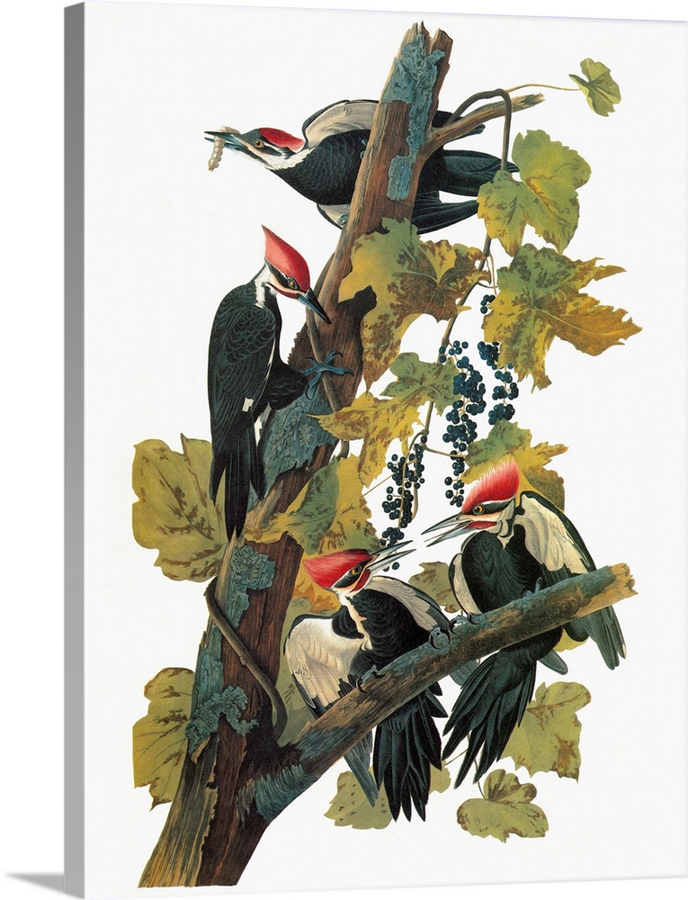 Pileated Woodpecker (Dryocopus pileatus). Engraving after John James Audubon for his 'Birds of America,' 1827-38.
