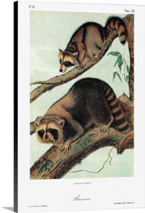 Raccoon image thumbnail