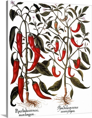 Red Pepper Plants, 1613