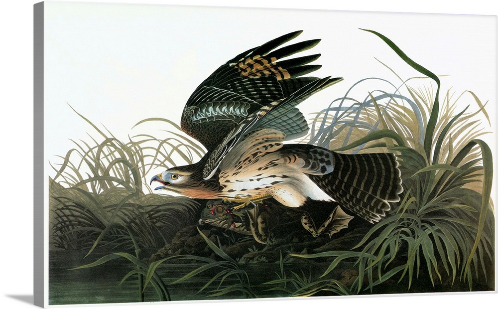 Red-shouldered Hawk (Buteo lineatus). Engraving after John James Audubon for his 'Birds of America,' 1827-38.