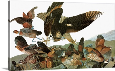Red-shouldered Hawk and Northern Bobwhite