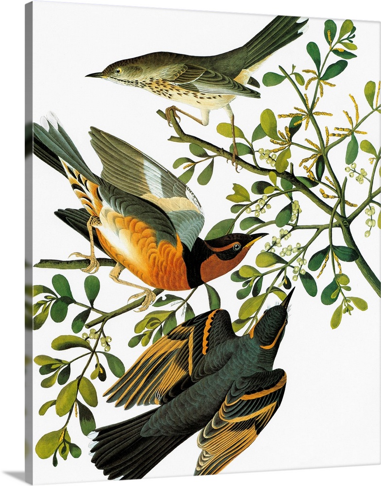 Sage Thrasher (Oreoscoptes montanus) [top], and Varied Thrush (Ixoreus naevius). Engraving after John James Audubon for hi...