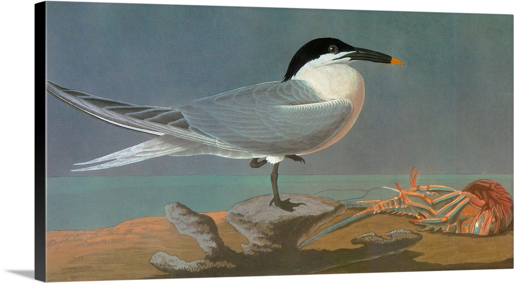 Sandwich Tern (Thalasseus sandvicensis, or Sterna sandvicensis). Engraving after John James Audubon for his 'Birds of Amer...