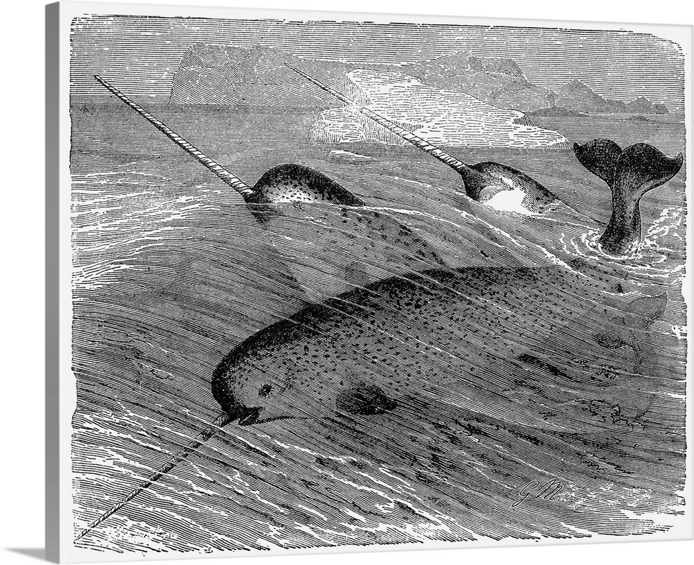 School Of Narwhals. Line Engraving, 19th Century.