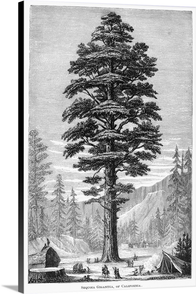 Botany, Sequoia Tree. Sequoia Gigantea, Of California. Line Engraving, 19th Century.