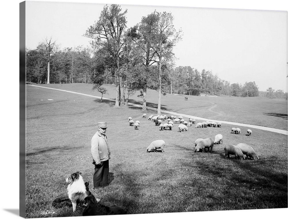 Sheep grazing in Prospect Park, Brooklyn, New York. Photograph, c1903.