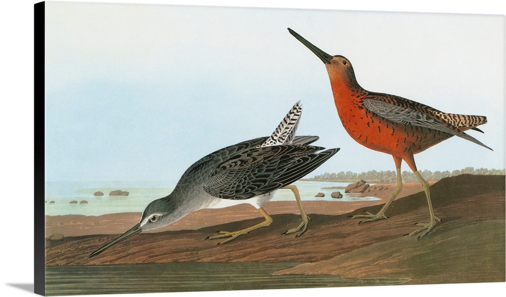 Short-billed Dowitcher, or Red-breasted Snipe (Limnodromus griseus). Engraving after John James Audubon for his 'Birds of ...