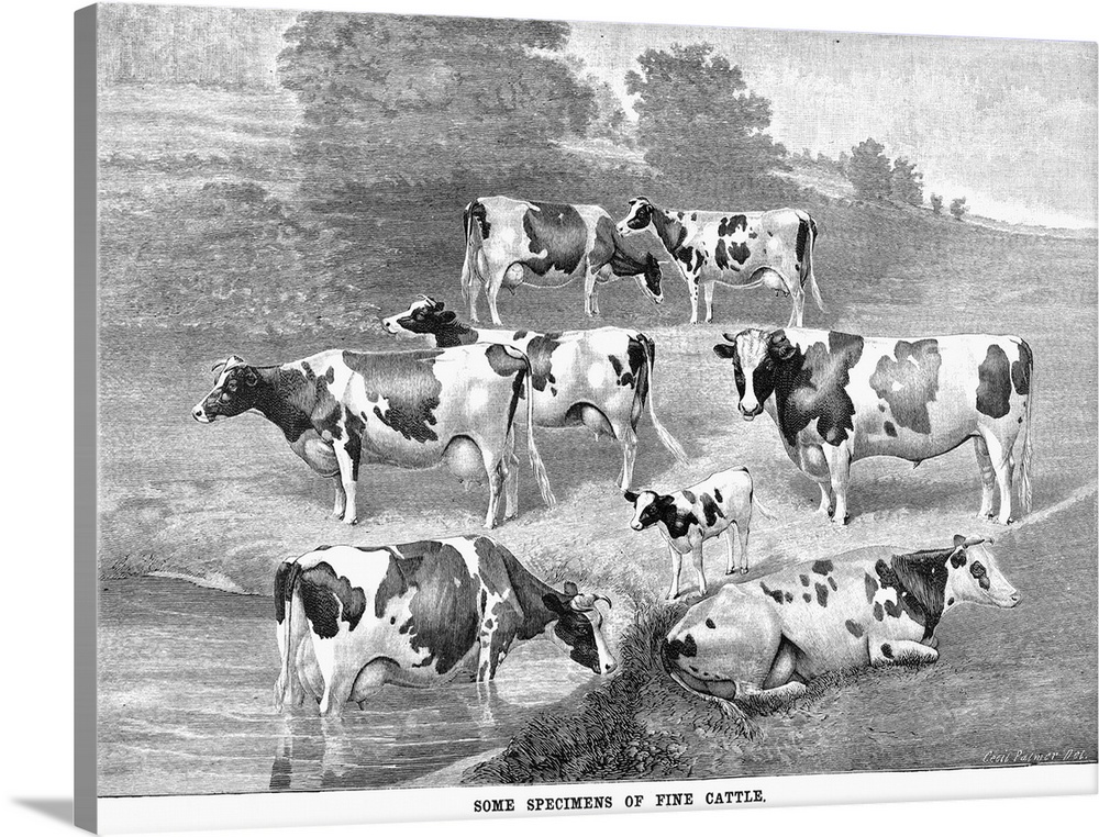 Cattle, 1884. 'Some Specimens Of Fine Cattle.' Wood Engraving, American, 1884.