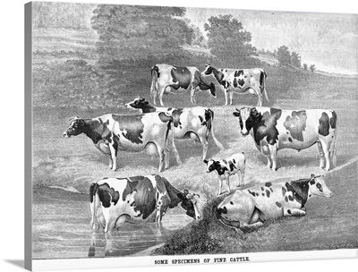 Some Specimens Of Fine Cattle, 1884