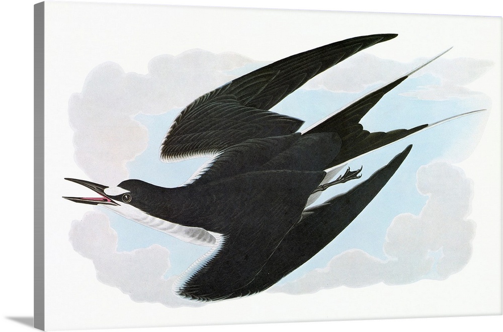Sooty Tern (Onychoprion fuscatus). Engraving after John James Audubon for his 'Birds of America,' 1827-38.