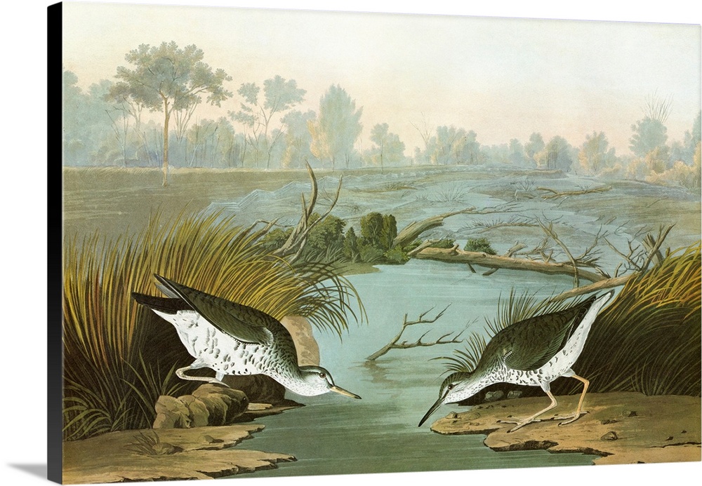 Spotted Sandpiper (Actitis macularius). Engraving after John James Audubon for his 'Birds of America,' 1827-38.