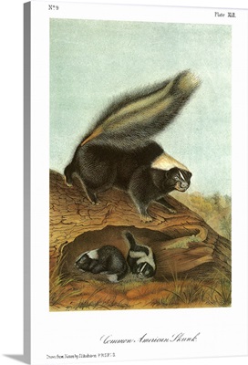 Striped, or common American, skunk
