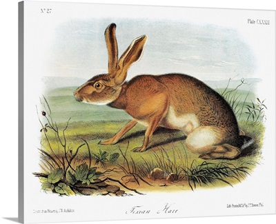 Texas jackrabbit, a subspecies of the black-tailed jackrabbit, or California hare