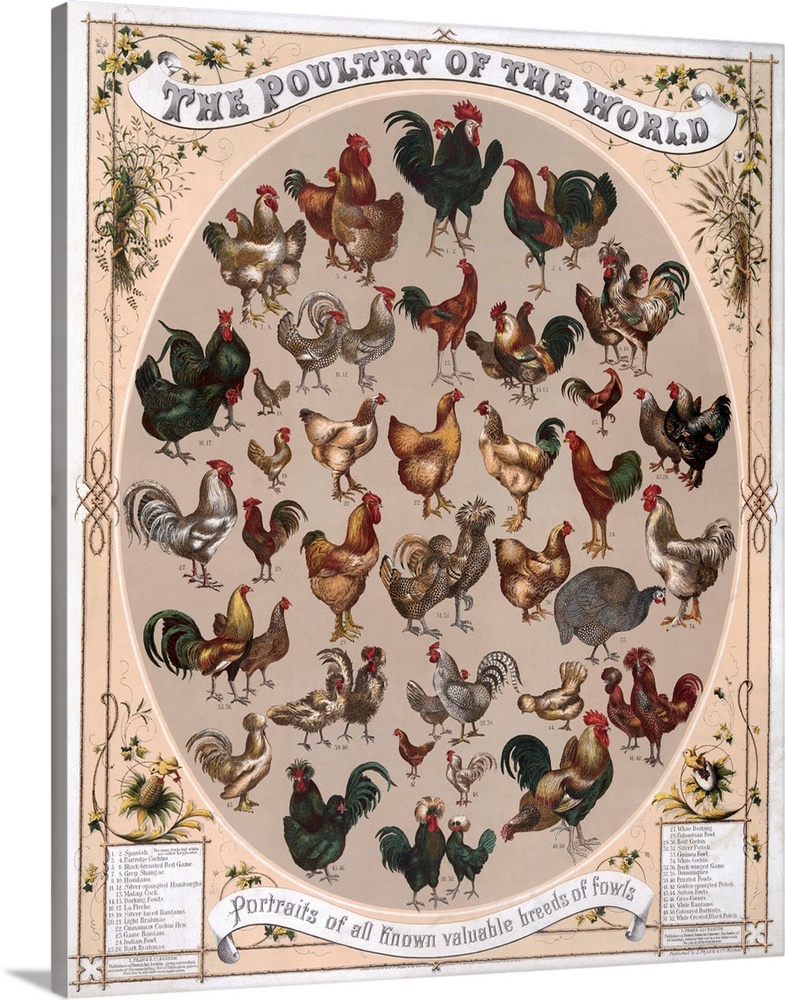 'The Poultry of the World - Portraits of all known valuable breeds of fowls.' Chromolithograph, c1868.