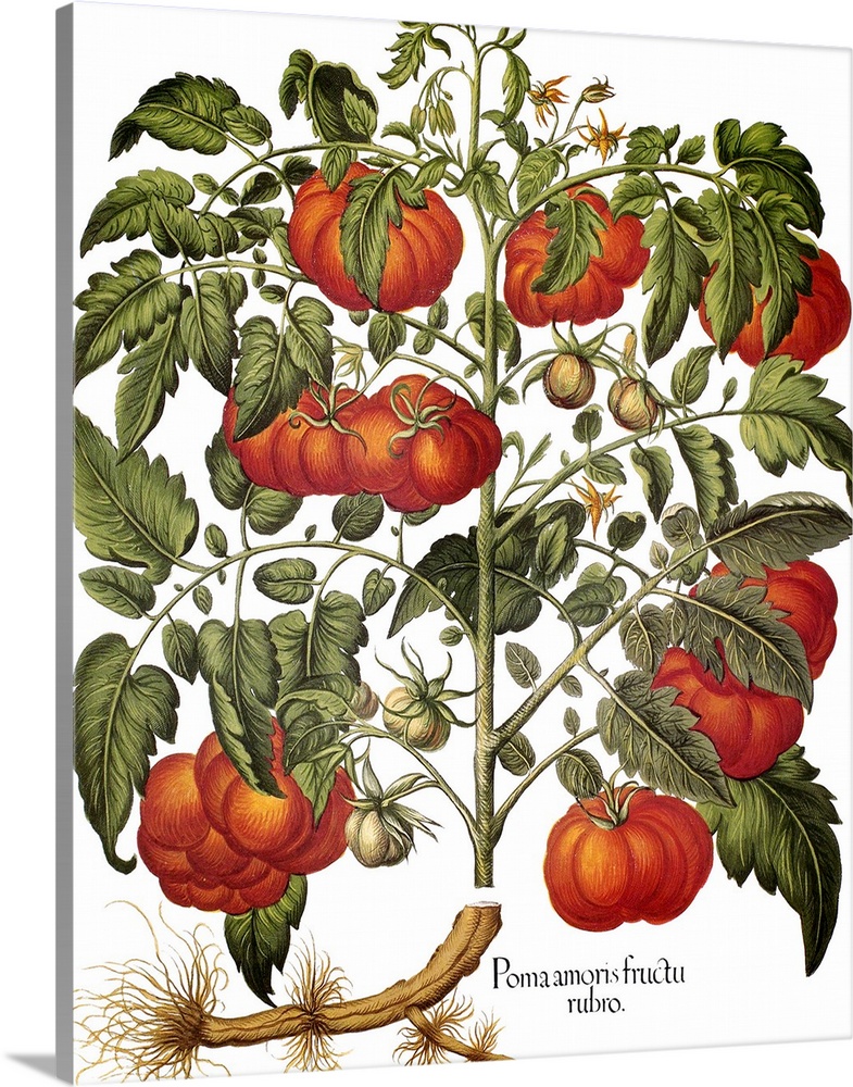 Tomato, 1613. The Tomato (Lycopersicon Esculentum). Engraving For Basilius Besler's 'Florilegium,' Published At Nuremberg ...