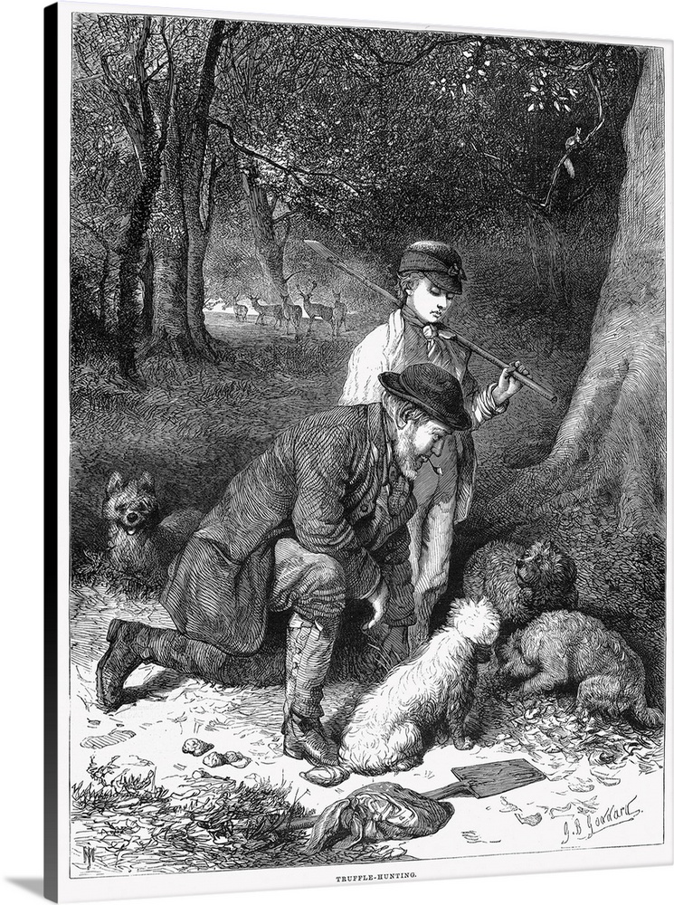 Truffle Hunters, 1869. Hunters Using Dogs To Find Truffles In the Forest. Wood Engraving, English, 1869.