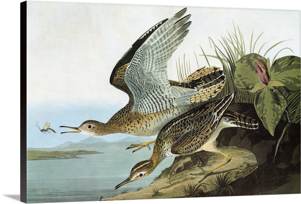 Upland Sandpiper (Bartramia longicauda), formerly known as Bartram's Sandpiper or Upland Plover. Engraving after John Jame...