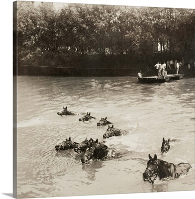 World War I: Cavalry, French cavalry horses swimming across a river