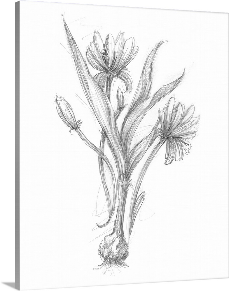 Bloom Sketches III