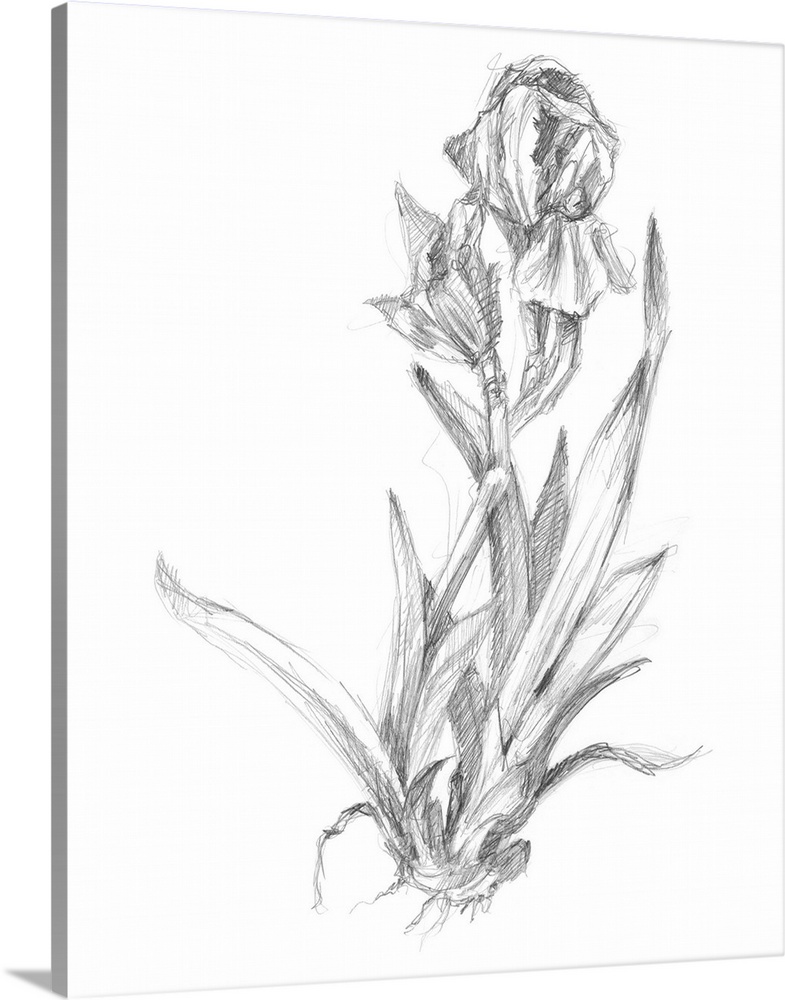 Bloom Sketches VI