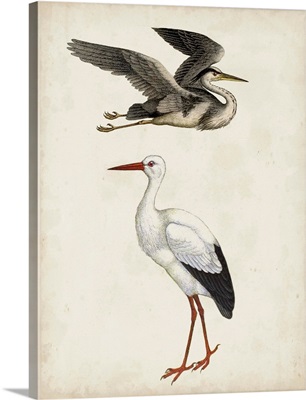 Egret & Heron