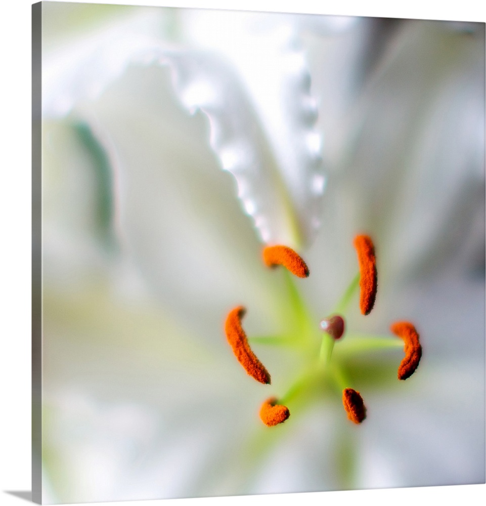 A square close-up photograph of the pistil of a white lily.