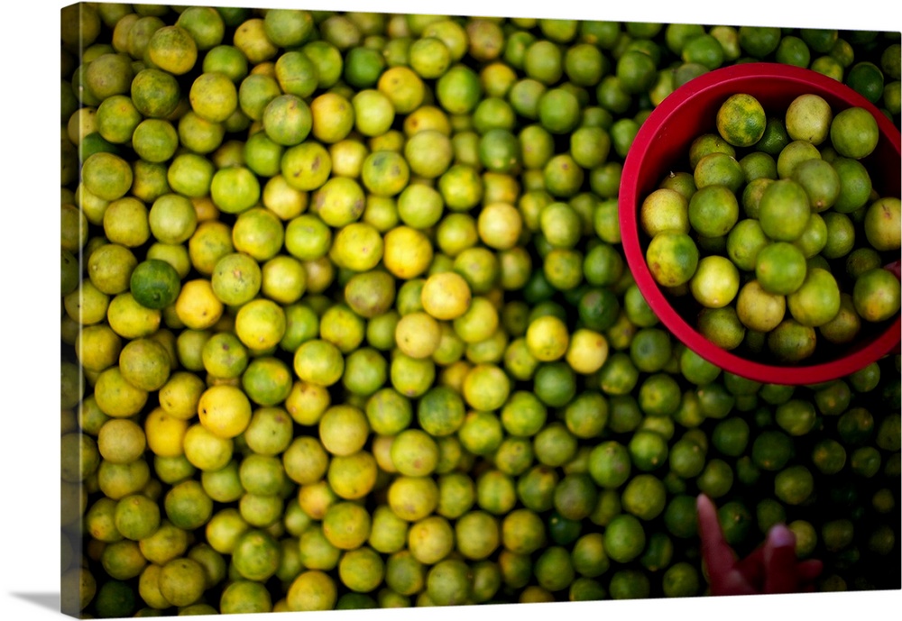Photograph of a large amount of limes with a hand placing a number of them in a red bucket.