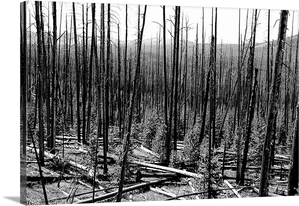 Black and white photograph of a forest of bare tree trunks with young trees growing throughout.