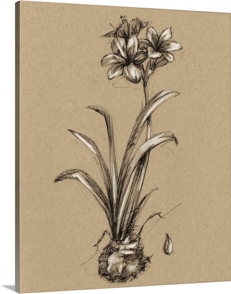Vintage Bloom Sketches II