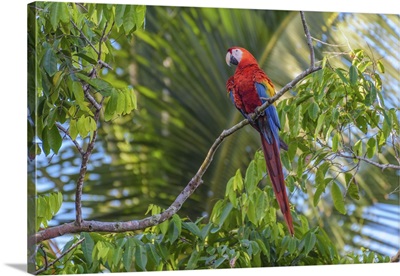 Macaw Perch
