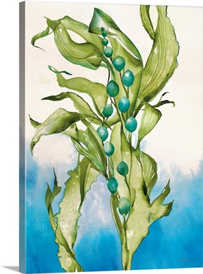 Sea Kelp