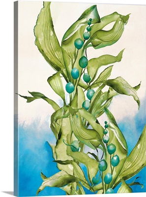Sea Kelp V30