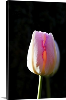 Tulip A-glow