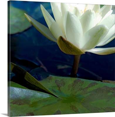 Water Lilies II