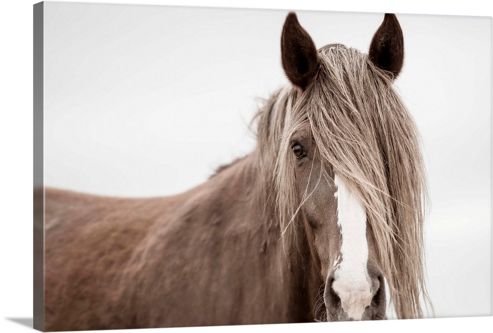 Photograph of a muted horse up close with its mane covering half of its face and one eye on a solid white background.