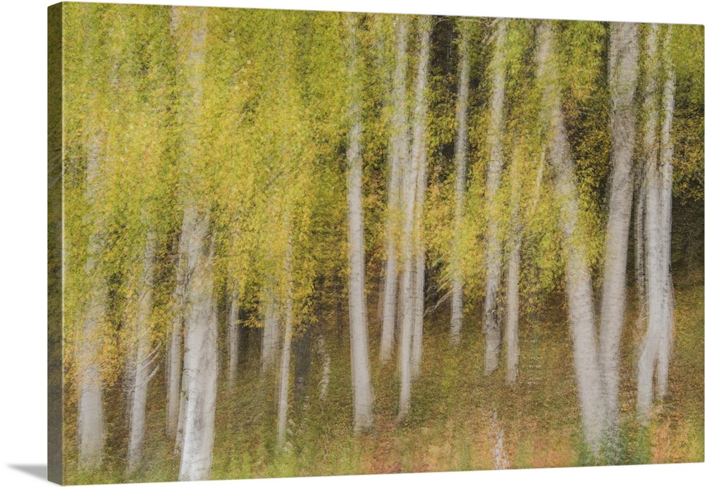 Blurred motion image of slender aspen trees in the White Mountains of New Hampshire.