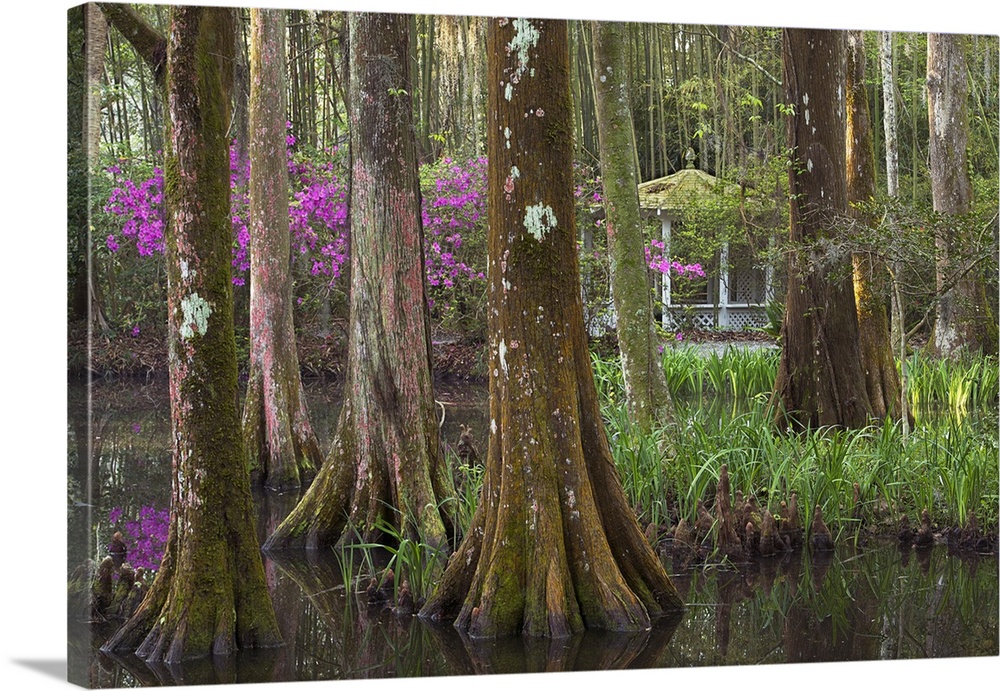 Cypress trees growing in the water in the Audubon Swamp, Magnolia Gardens, South Carolina.