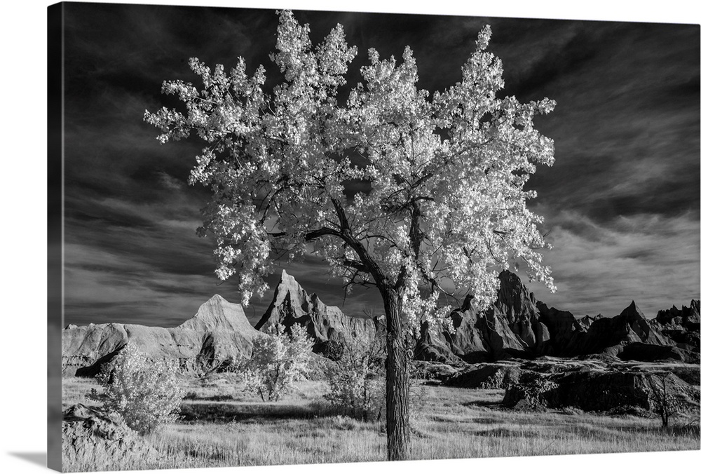 Infrared image of a tree standing tall in the South Dakota badlands.