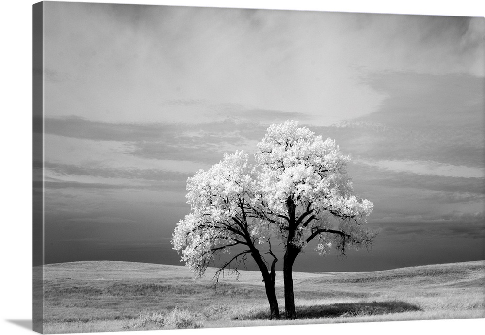 Infrared photography image of a tree in a field in Badlands National Park in South Dakota.