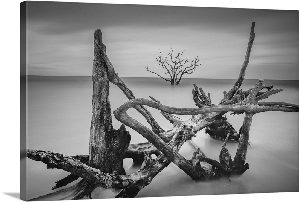 Gnarled driftwood on the beach in Botany Bay, South Carolina.