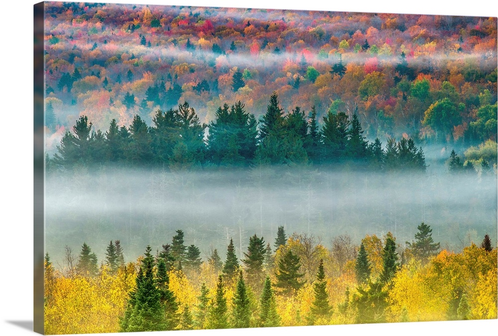 Fog filling a valley full of trees in fall colors, White Mountains, New Hampshire.