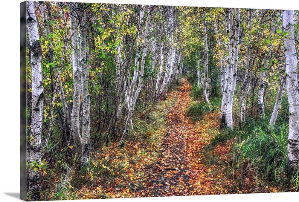 Leaf-lined path through a forest of birch trees.