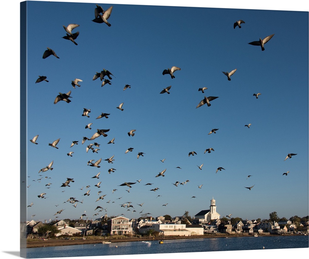 Gulls in the sky above a wharf in Cape Cod, Massachusetts.