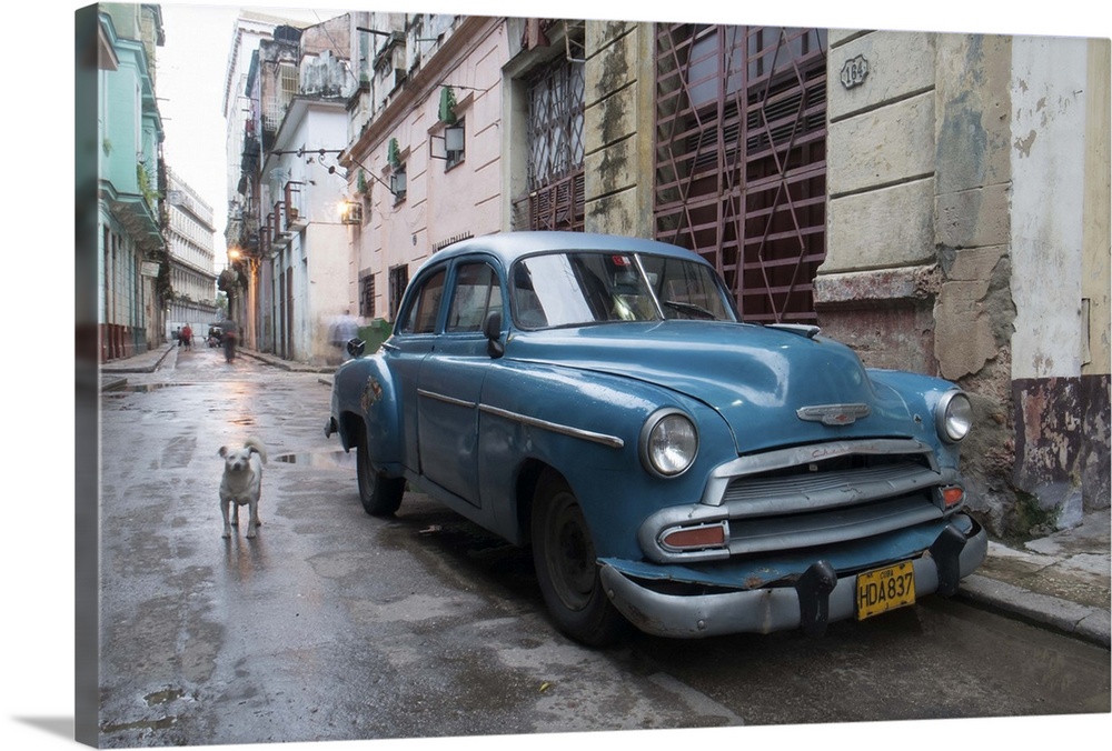A white dog standing next to an old blue Chevy car in the streets of Havana, Cuba.