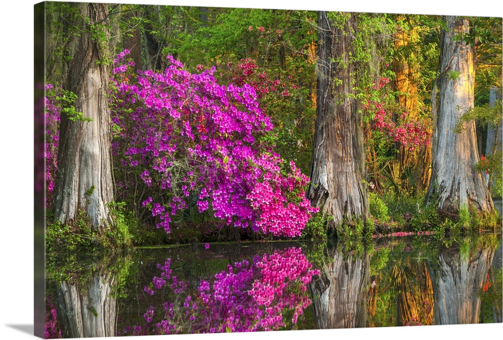 Tree blooming with bright pink blossoms among cypress trees in wetlands.