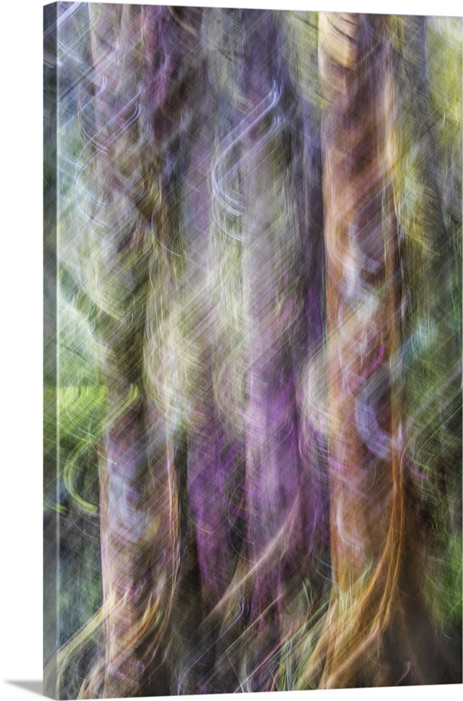 Blurred motion photo of cypress trees in the Audubon Swamp, Magnolia Gardens, South Carolina.