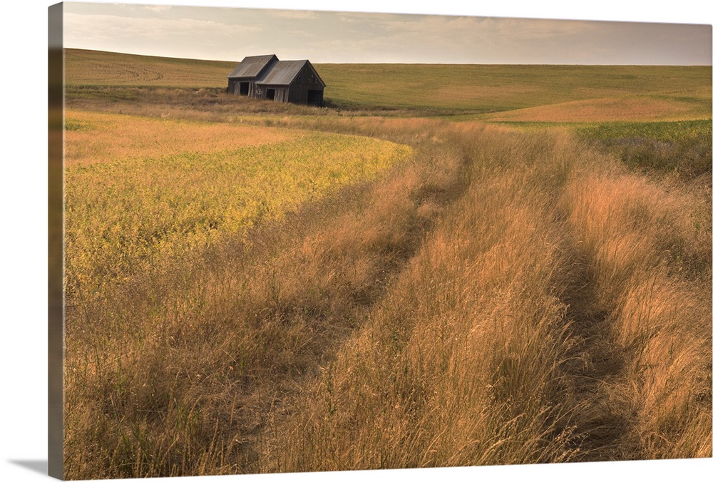 Two distant barns in the Palouse farmland in the early evening.