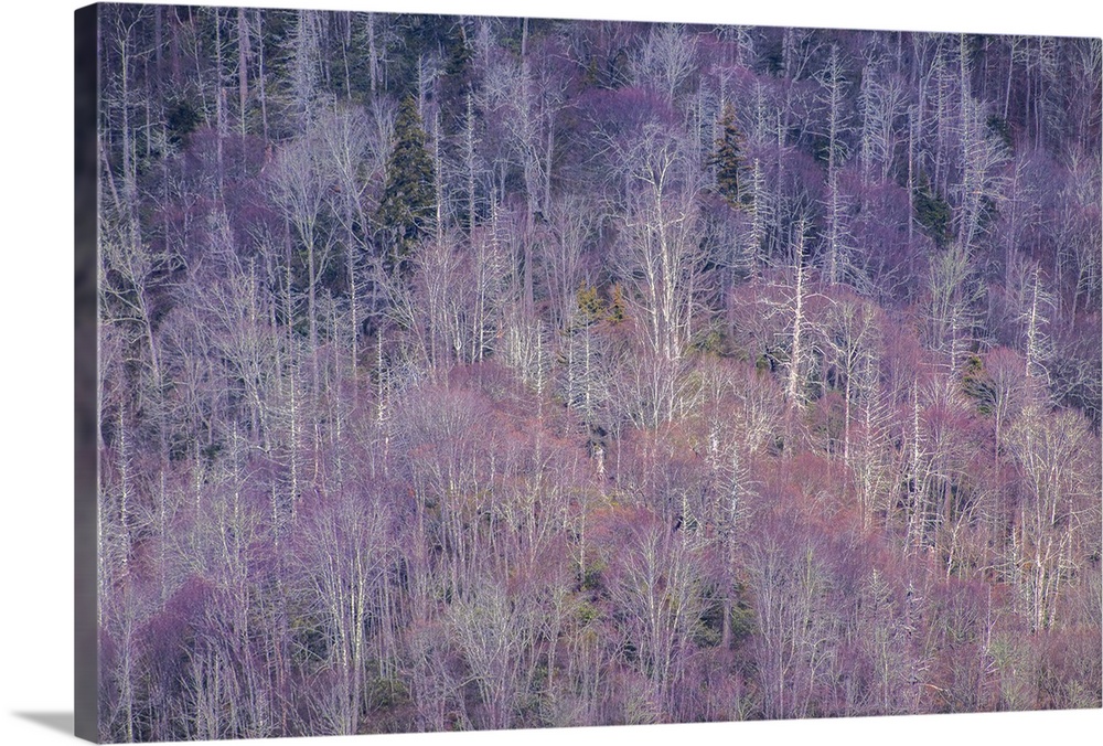 Purple forest in the spring in the Blue Ridge Mountains on the Tennessee side.