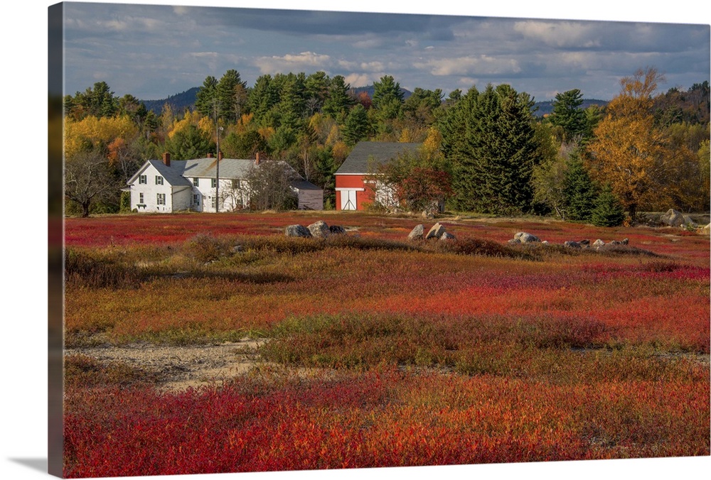 Houses at the edge of a blueberry field in the fall, Acadia National Park, Maine,